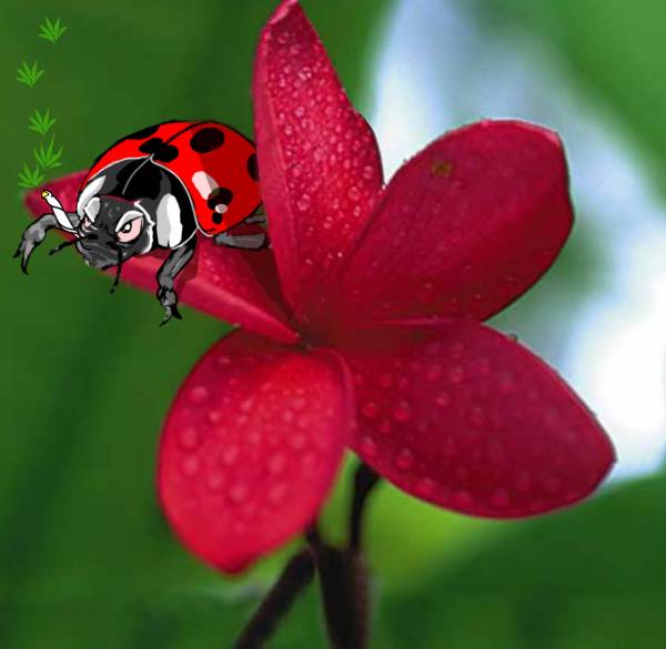 Mean Lady-bug