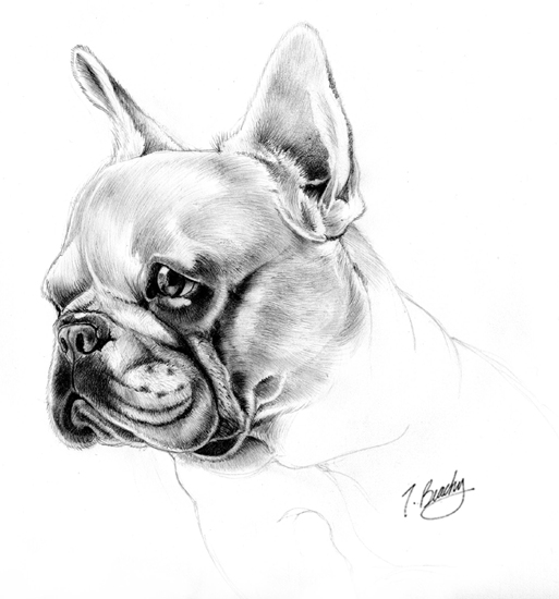 Petunia