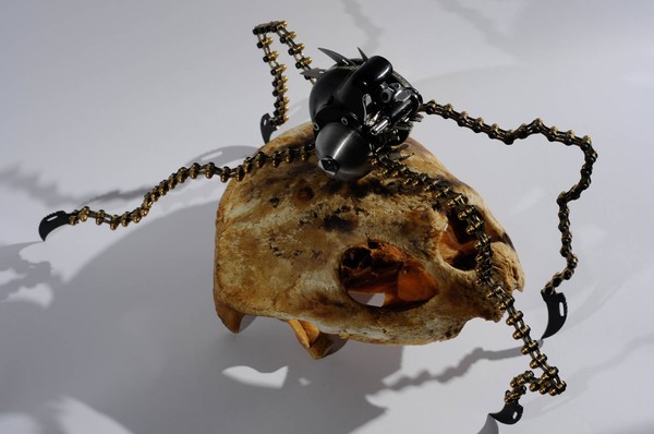 Arachnae