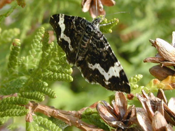 A Moth