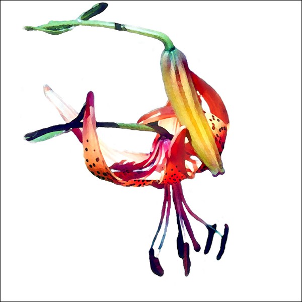Tiger Lily No. 1