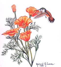 Hummingbird on California Poppy