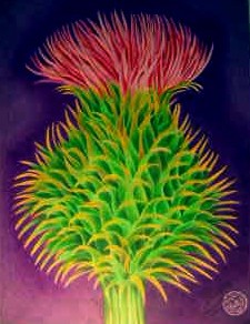 Cactus flower