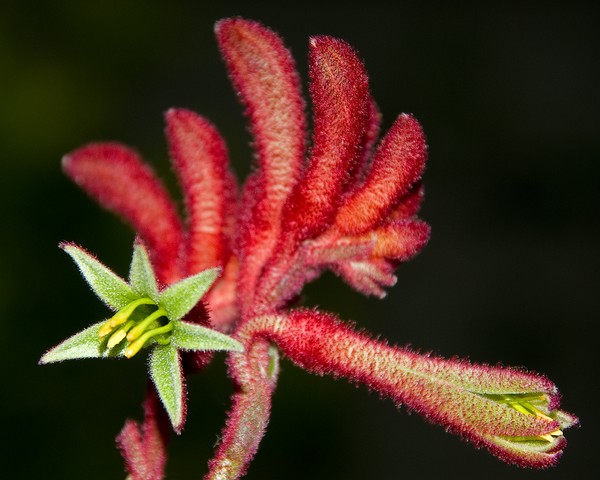 Anigozanthos