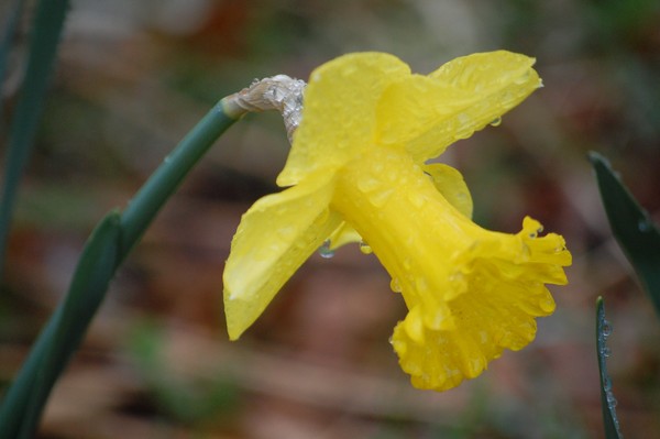 Morning dew daffodil