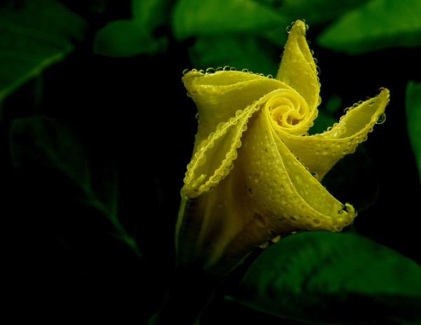 Yellow Bud