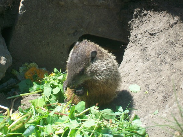 baby groundhog