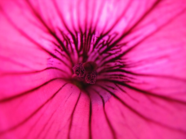 Petunia Sea