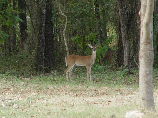 Deer Me...