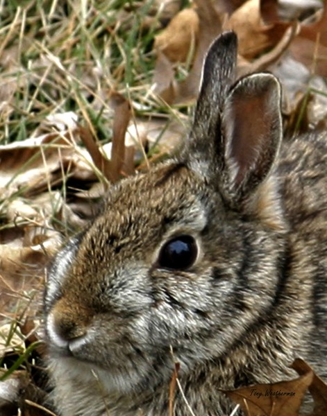 Cotton Tail Portrait