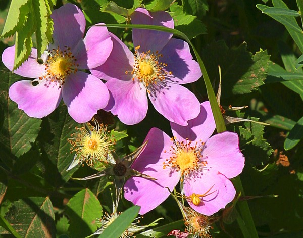 Nebraska Wild Rose. ne1056