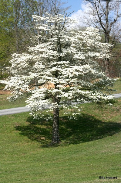 Dogwood