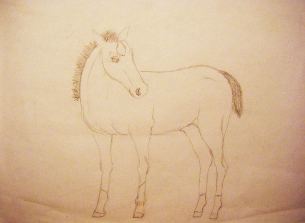 Little Foal