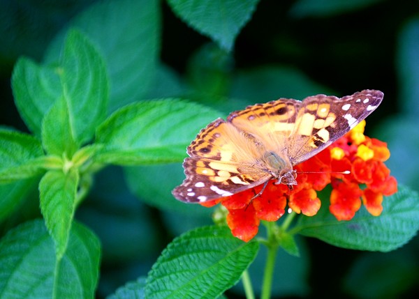 Moth On Lantana