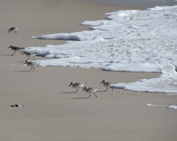 Beach Patrol  4220 11x14 Print