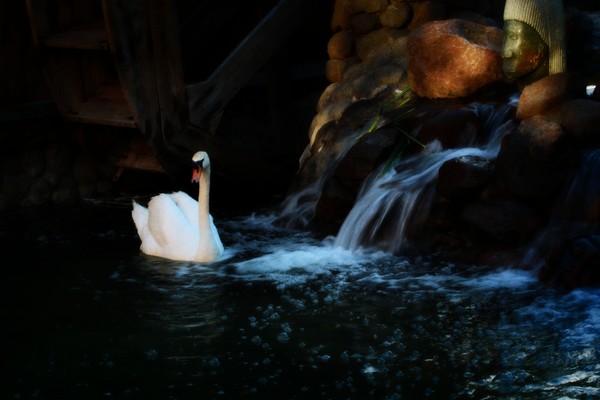 Swan Lake