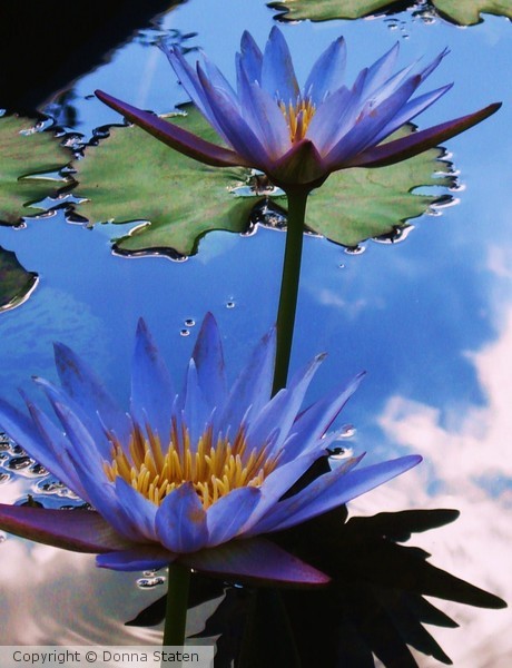 Lily Reflection