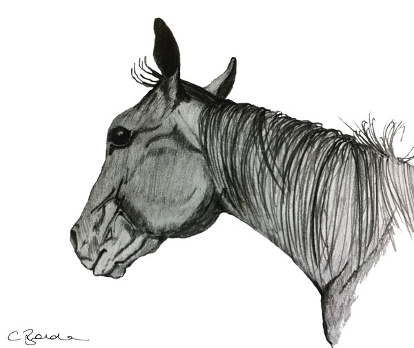 Horse