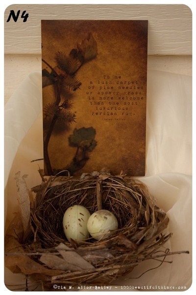 Nature Postcard N4 Ready to Ship