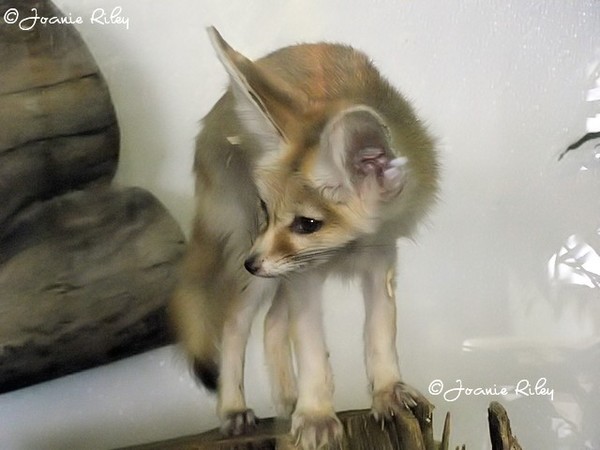 little fox