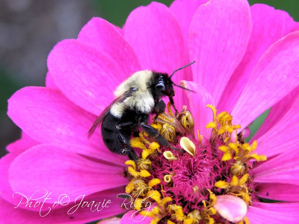 bumblebee