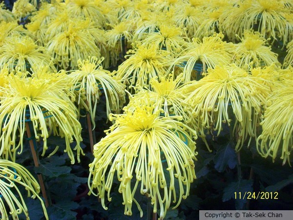 Spider Chrysanthemum, golden, Taipei