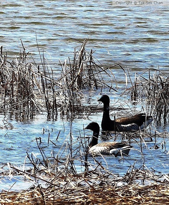 Brants (Branta bernicla), Jamaica Bay, NYC 04-26-2015