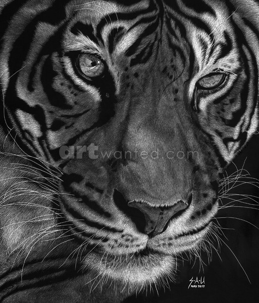 Sumatran Tiger