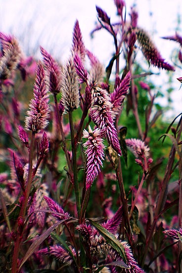 Purple Garden