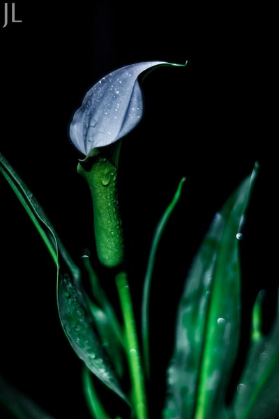 Lilly 002