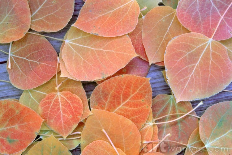 Fall Aspen Leaves
