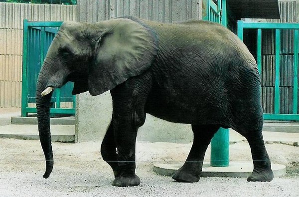 elephant pic