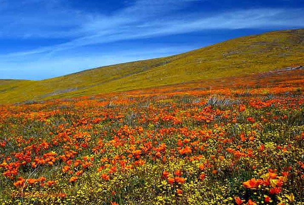 Field of Dreams