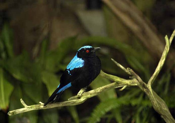 Fairy Blue Bird