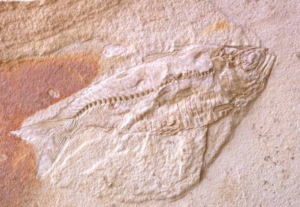 Ancient Fish