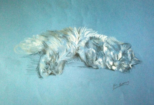 cat (I ACCEPT COMMISSIONS)