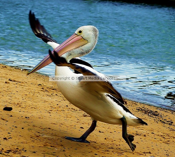 Pelican strut