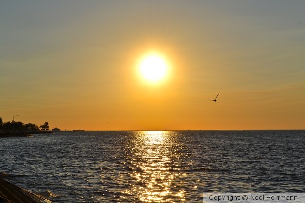 Bird Flies at Sunset