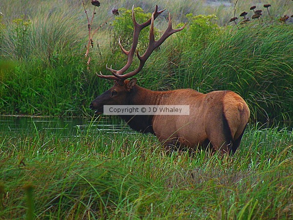 California Bull Elk 0118