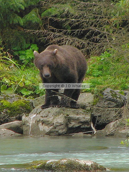 Grizzly Bear Haines Alaska U S A 9565