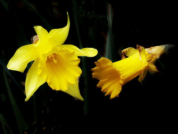 2483 Daffodil  3/25/2014