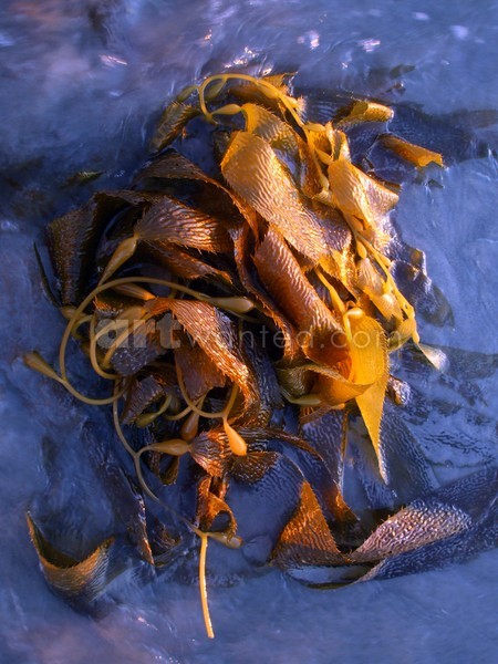 Seaweed 
