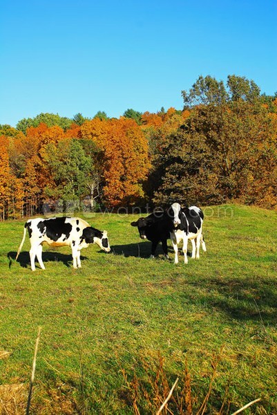 Curious Cows V