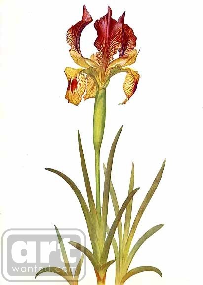 Iris Sari