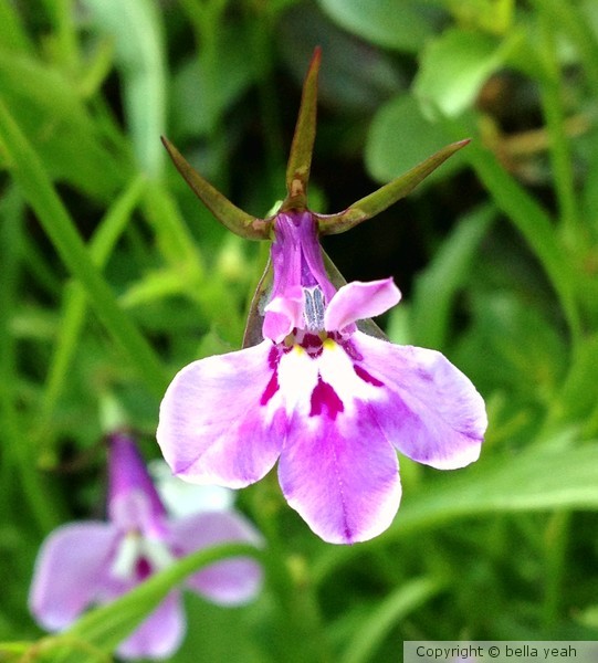 pale lobelia
