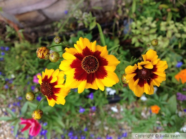 dark eyed daisies