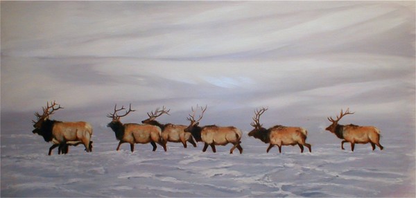 Yellowstone Elk Herd