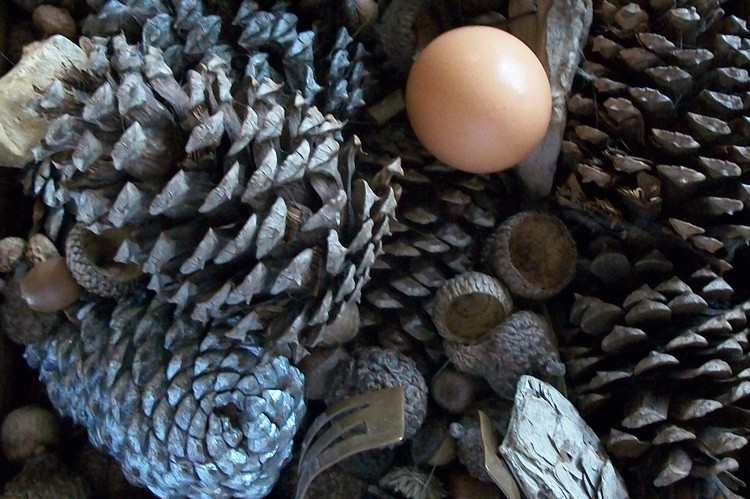 pine egg