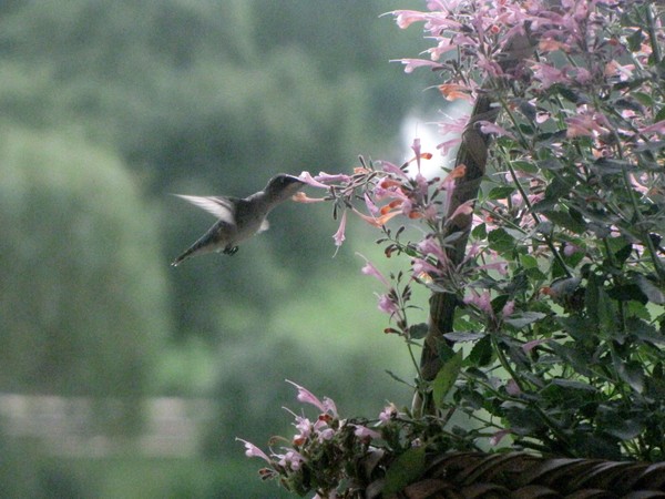 The Young Feeding
