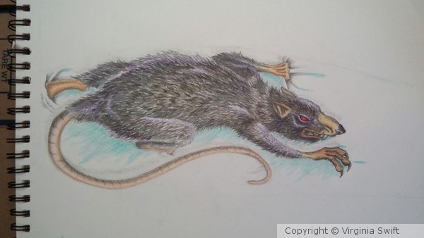 Rat
